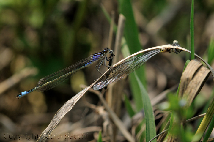 Predazione di Ischnura elegans